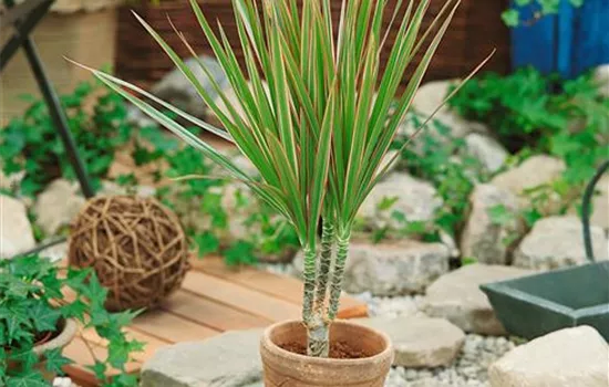 Drachenbaum 'Bicolor'