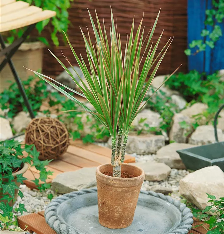 Drachenbaum 'Bicolor'