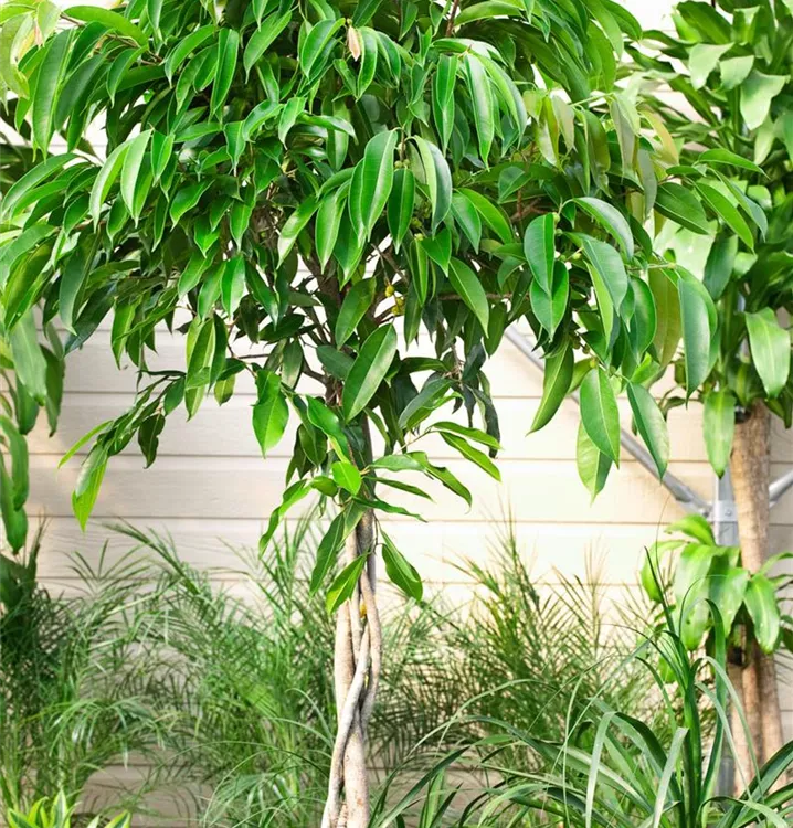 Langblättrige Feige