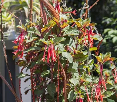 Fuchsien überwintern - Rückschnitt und Pflege Fuchsien überwintern - Rückschnitt und Pflege