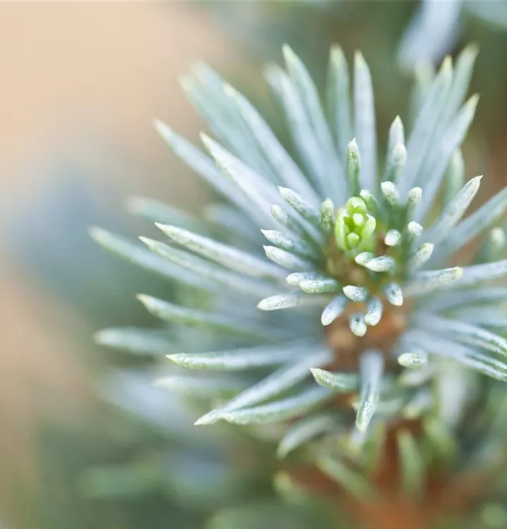 Zwerg-Zuckerhut-Fichte 'Sander´s Blue'