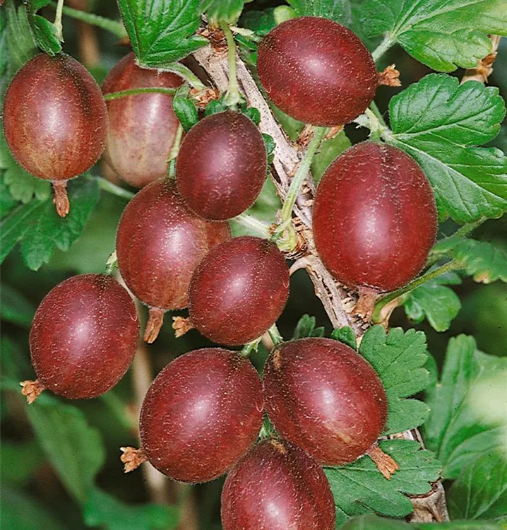 Stachelbeere 'Princettia'