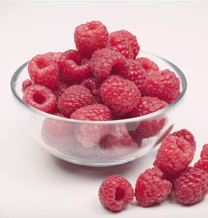 Himbeere 'Aroma-Queen'(s)